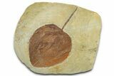 Paleocene Fossil Leaf (Zizyphoides) - Montana #377912-1